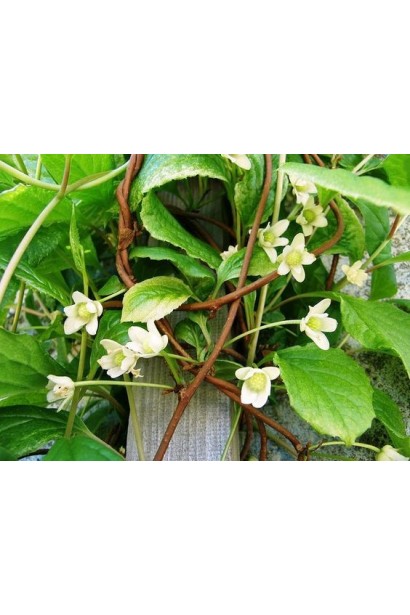 Лимонник китайский / Шизандра 